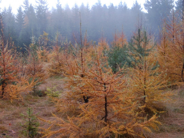 Ilustrační foto: VÚLHM